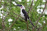 Von der Decken's Hornbill